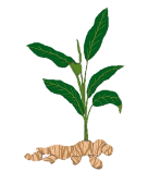 Результат пошуку зображень за запитом ginger plant png